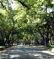 Tree Lined Street 