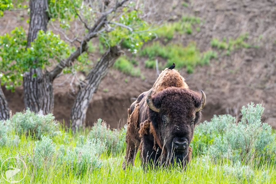 Bison in field